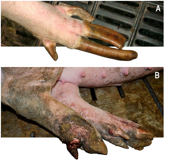 Hình 2: Móng quá dài (A) và móng bị cụt (B) cũng làm nái bị què chân