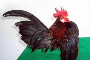 ayam bangkok lepek dan cara memperbaiki lawi ekor ayam serama