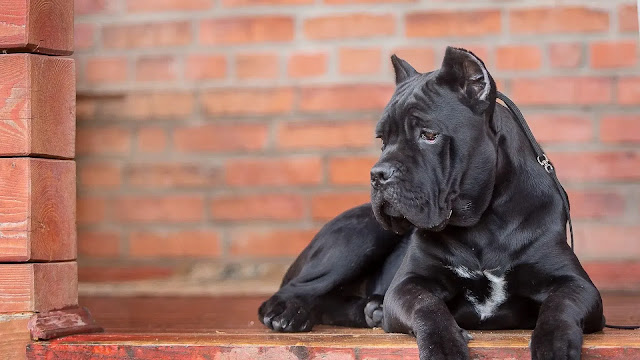 Italian Mastiff