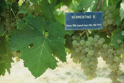 Vermentino