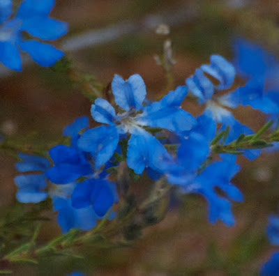 Blue Leschenaultia (Leschenaultia biloba) 
