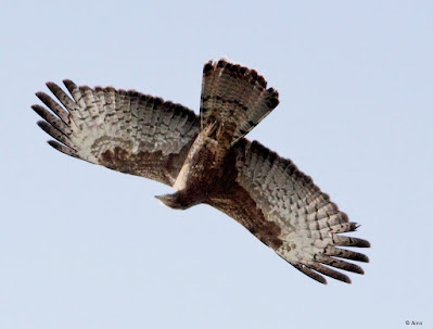 "The Oriental Honey-buzzard is an intriguing and essential bird species that plays a vital role in insect population management in wooded environments."