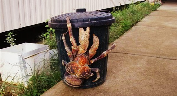 Ketam Kelapa