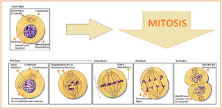 Pembelahan Mitosis dan Meiosis Beserta Gambarnya Pembelahan Mitosis dan Meiosis Beserta Gambarnya
