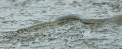 Dog-faced Watersnake (Cerberus rynchops)