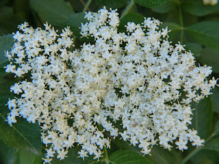 Sureau noir - Sambucus nigra - Grand sureau