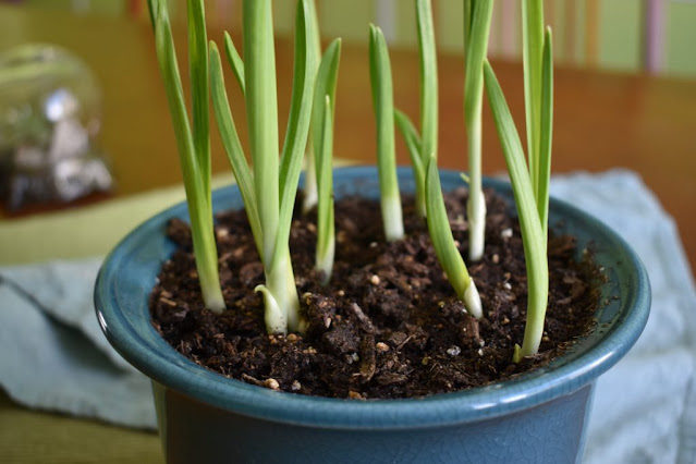 Cara Menanam Bawang Putih di Pot