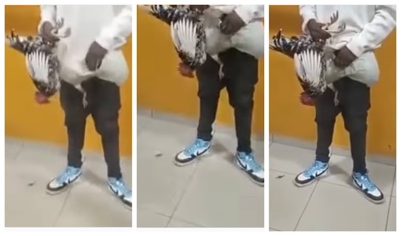 Man caught with three live chickens hidden in his pants (Video)