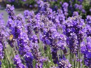 tempat jual  benih lavender  online mekar sari garden 