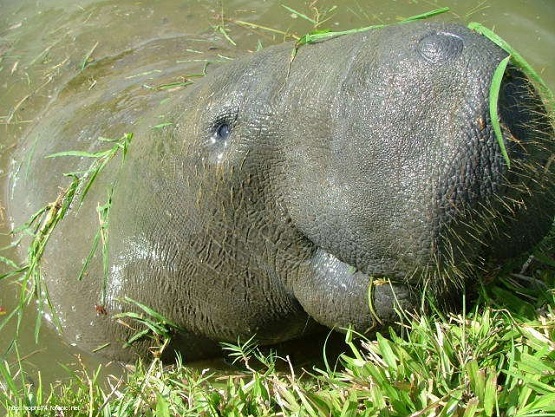 Manatees 