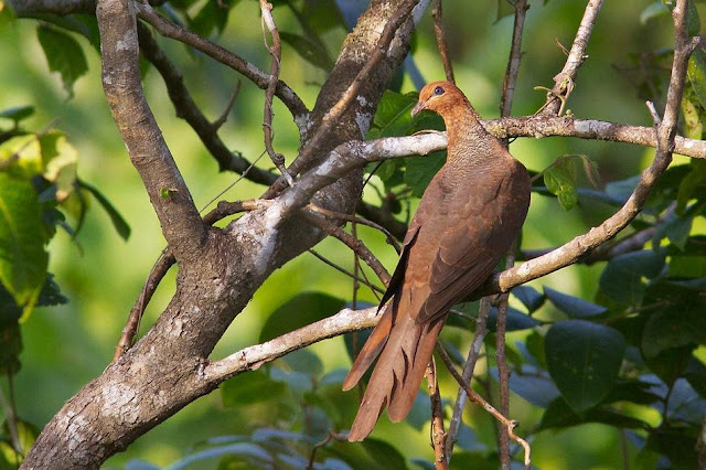 Andaman Cuckoo Dove