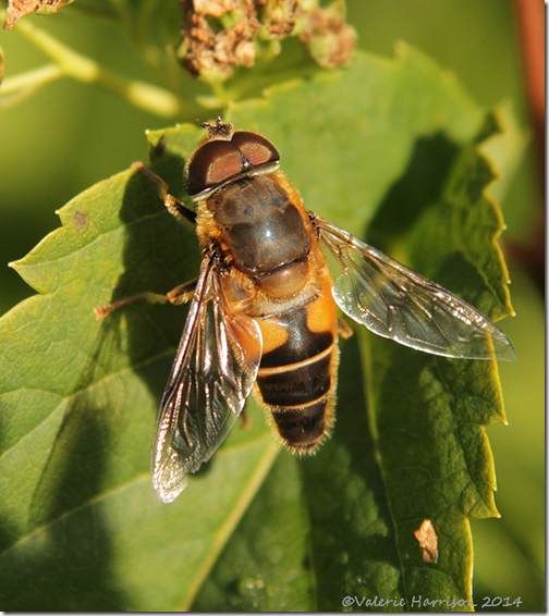 eristalis-pertinax