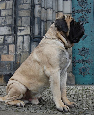 English Mastiff Dog