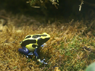 Dendrobate - Dendrobates tinctorius