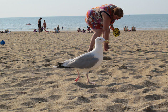 Oostende: ambetant beest !