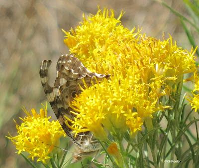 butterfly on rabbitbrush