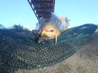 My first fly-caught carp from a bridge with somebody elses fly already there