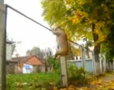 TreT - Parkour Dog From UKRAINE Seen On www.coolpicturegallery.us