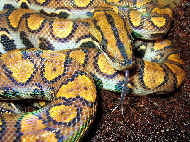 800px EpicratesCenchriaCenchria2 Amazing Colorful Snakes   Most Beautiful Venomous Snakes of the World