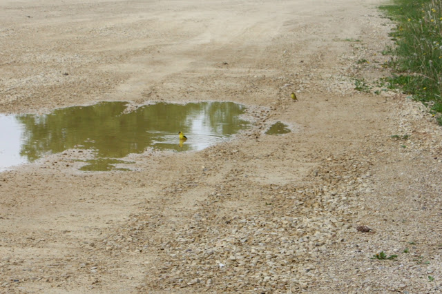 Goldfinch in puddle