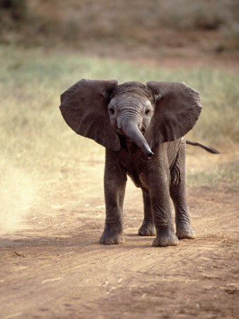 Baby Elephant Pictures on Elephants Pictures  African Elephants Pictures  African Baby Elephants