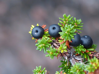 Camarine noire - Empetrum nigrum