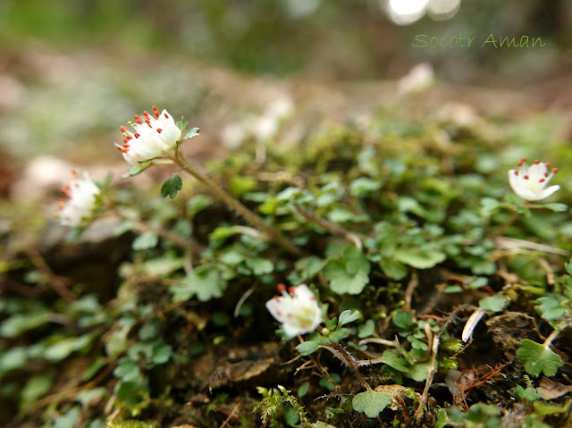 Chrysosplenium album