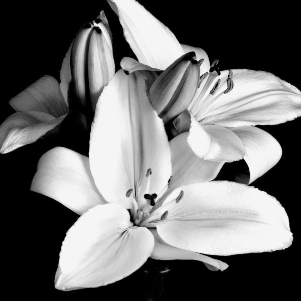 black and white pictures of flowers