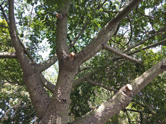 Rami Ceiba speciosa