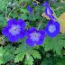 Geranium wallichianum ‘Buxton's Blue’ - Storkenebb