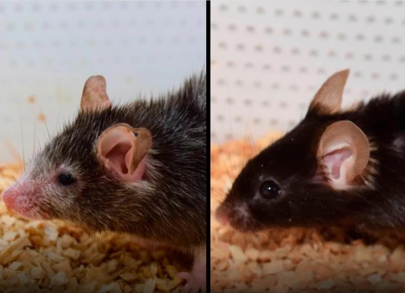 Scientists Have Successfully Reversed Signs of Aging in Mice for the First Time (VIDEO)