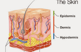 12 FOODS THAT INCREASE SPERM COUNT