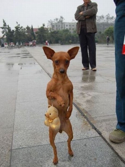 Cuteness_Overload_09