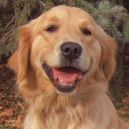 golden retriever puppy cute. cute golden retriever puppies