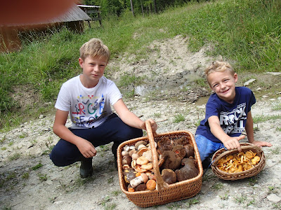 grzyby 2018, grzyby w lipcu, grzyby na Orawie, borowiki, naziemki, spotkanie z padalcem, pełny koszyk