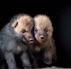 Neuer Nachwuchs im Skopjer Zoo: Zwei Weißwölfe geboren