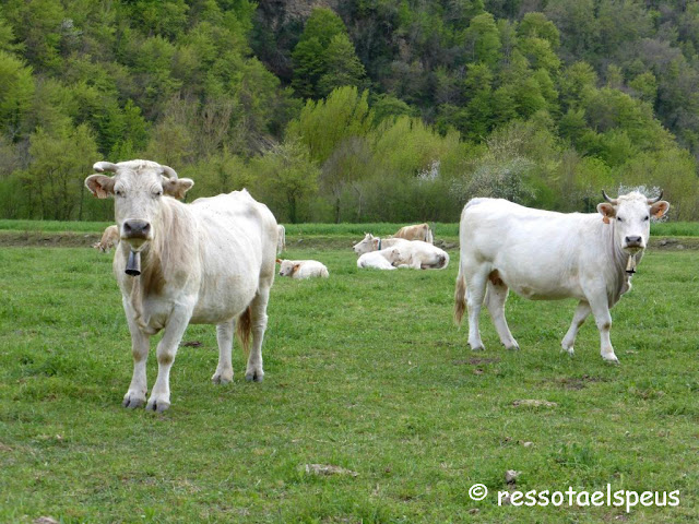 Circular al Comanegra des de Beget