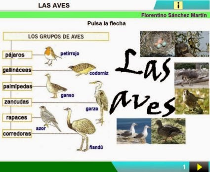 http://cplosangeles.juntaextremadura.net/web/edilim/curso_3/cmedio/animales_vertebrados_3/aves/aves.html