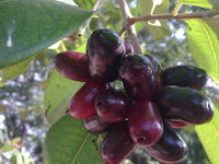 buah khas Indonesia, buah langka Indonesia