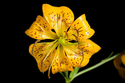 Лилия приятная форма жёлтая (Lilium amabile f. luteum)