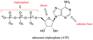 structure of ATP molecule