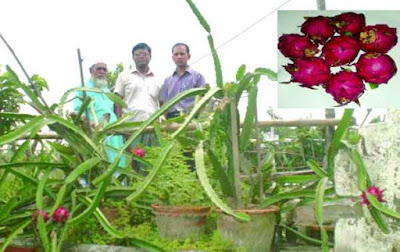  সাঁথিয়ায় টবে ড্রাগন ফল চাষে সাফল্য