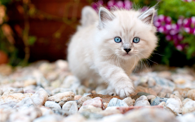 cute kitten