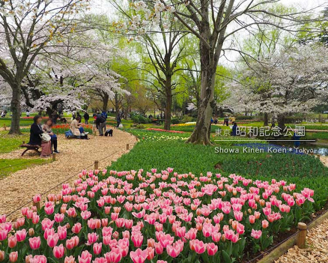 昭和記念公園の桜がすごい！