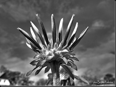 bw_20120930_flowersky4