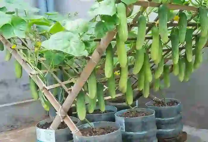 Farming, Agriculture, Cutivation, National News, Farming News, Agriculture News, Container Gardening Guide, Grown Cucumbers Easily in Small Spaces: Container Gardening Guide.