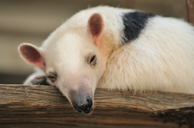 sleepy southern tamandua