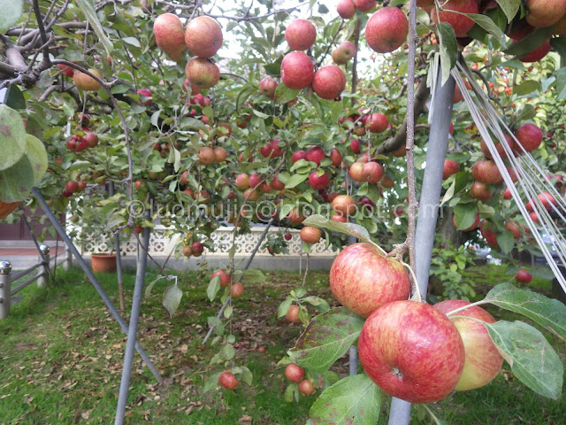 Fushoushan Farm apple picking