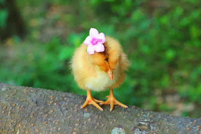 baby chicken how cute