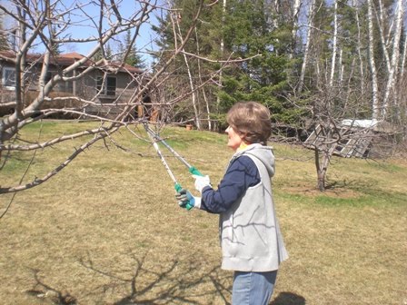 pruning apple trees pictures. pruning the fruit trees.